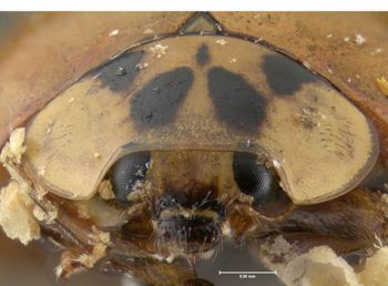 Media type: image;   Entomology 602416 Aspect: head frontal view